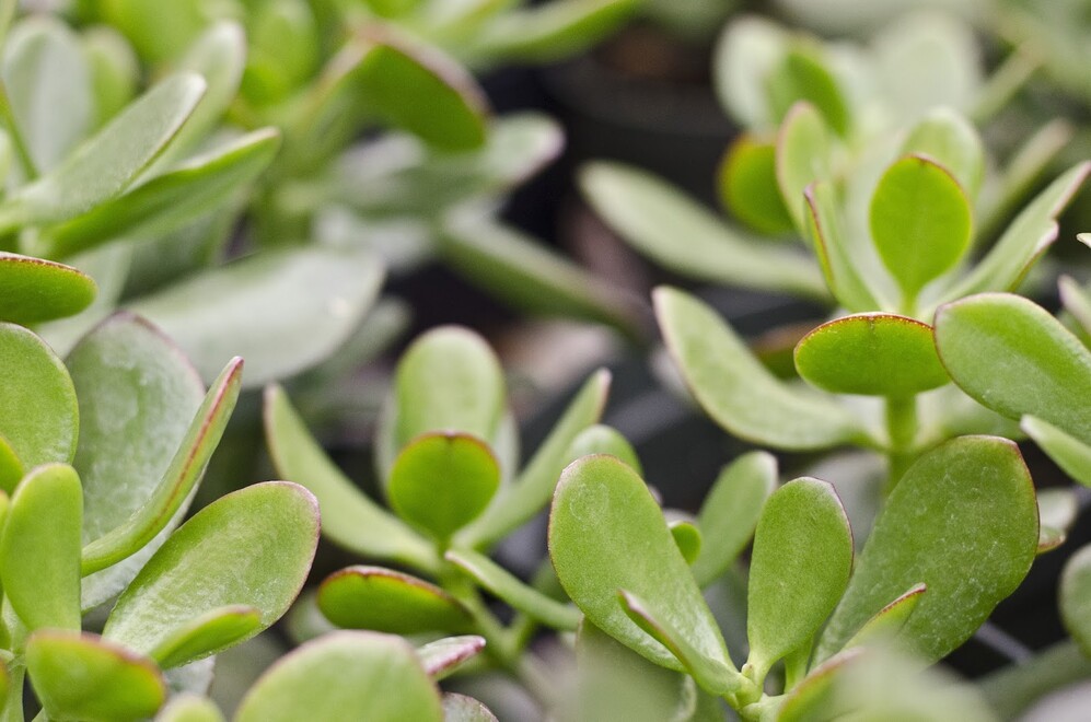 Close up picture of a plant